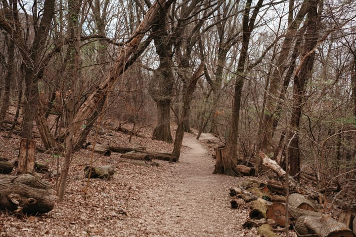 Council Proposes New Earth Day Bills That Parks Department Finds Redundant